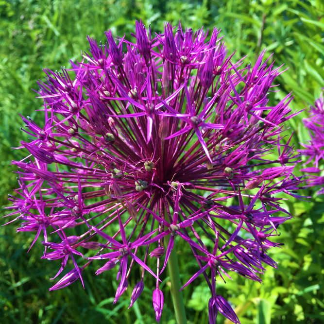 Allium Purple Sensation